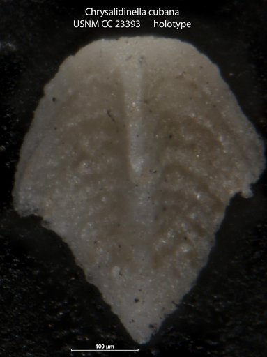 Chrysalidinella cubana Cushman & Bermúdez, 1937
