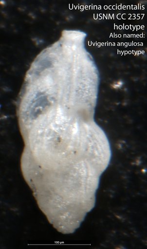 Uvigerina occidentalis Cushman, 1923