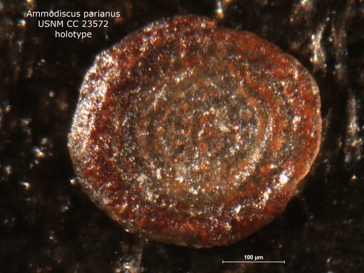 Ammodiscus parianus Hedberg, 1937