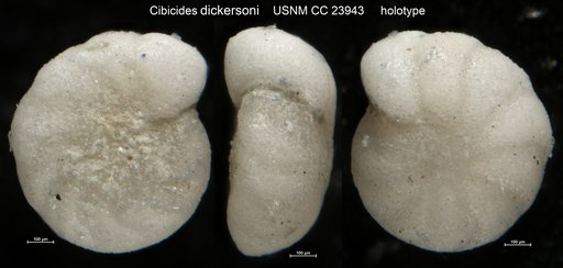 Cibicides dickersoni Bermúdez, 1937