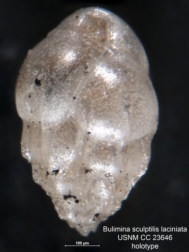 Bulimina sculptilis var. laciniata Cushman & Parker, 1937
