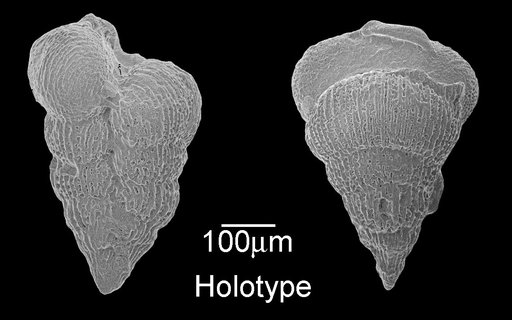 Pseudotextularia cushmani Brown, 1969
