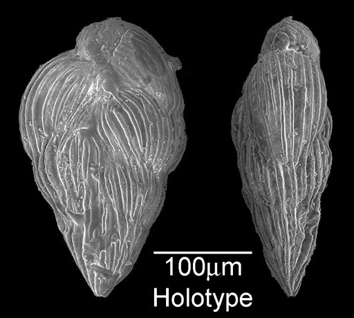 Guembelina costulata Cushman, 1938