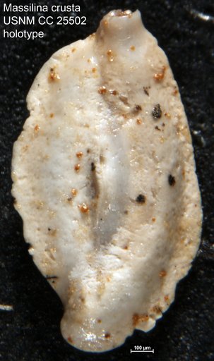 Massilina crusta Cushman, 1922