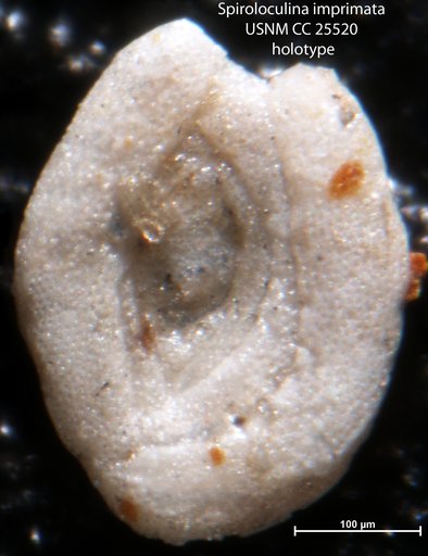 Spiroloculina imprimata Cushman, 1922
