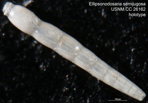 Ellipsonodosaria semijugosa Cushman, 1939