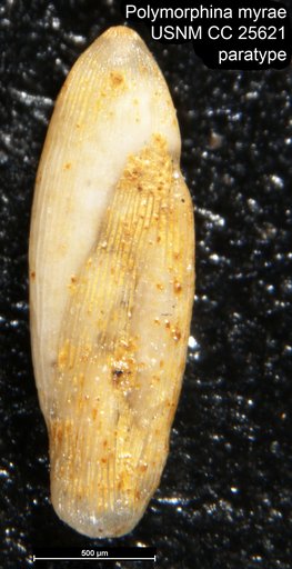 Polymorphina myrae Parr & Collins, 1937