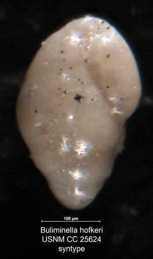 Buliminella hofkeri Brotzen, 1936