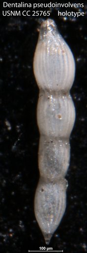 Dentalina pseudoinvolvens Cushman & McGlamery, 1939