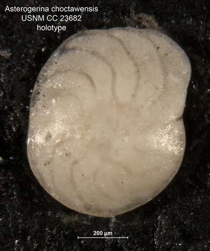 Asterigerina choctawensis Cushman & McGlamery, 1938
