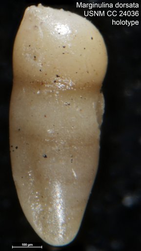 Marginulina dorsata Cushman, 1937