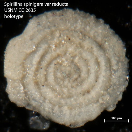 Spirillina spinigera var. reducta Cushman, 1925