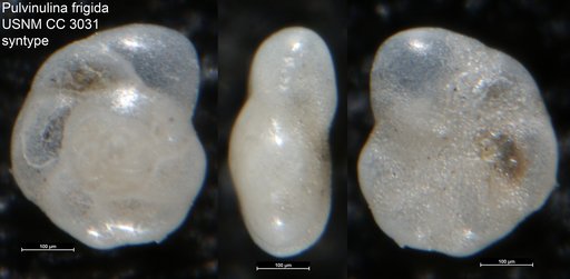 Pulvinulina frigida Cushman, 1922