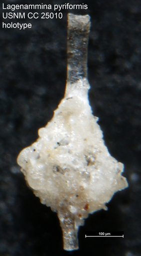 Lagenammina pyriformis Tappan Loeblich, 1940