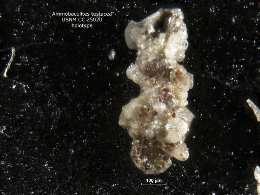 Ammobaculites testacea Tappan, 1940