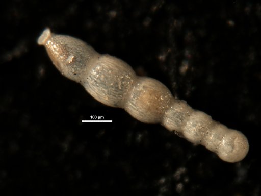 Nodogenerina sculpturata Cushman, 1939