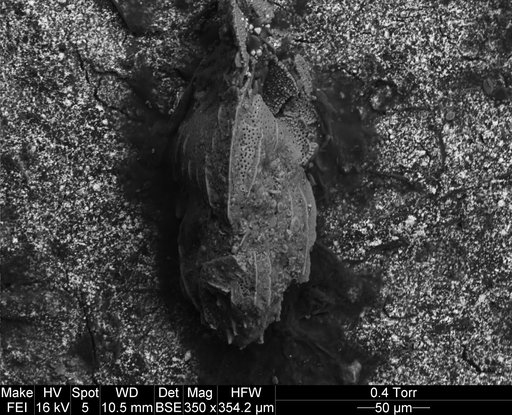 Angulogerina halkyardi Cushman & Edwards, 1937