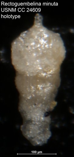 Rectoguembelina minuta Cushman, 1938
