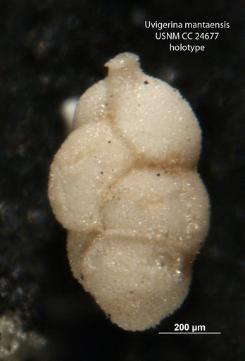 Uvigerina mantaensis Cushman & Edwards, 1938