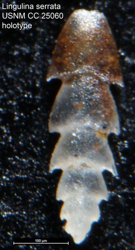Lingulina serrata Tappan, 1940