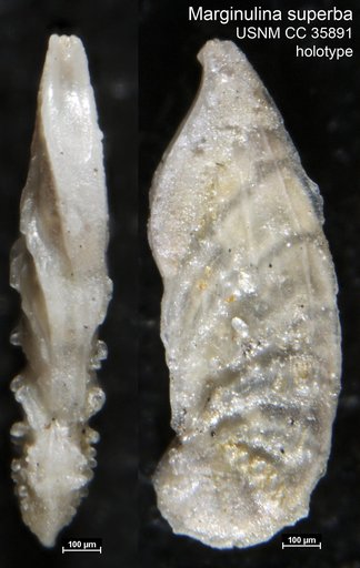 Marginulina superba Cushman & Renz, 1941