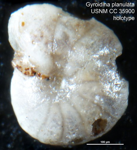 Gyroidina planulata Cushman & Renz, 1941
