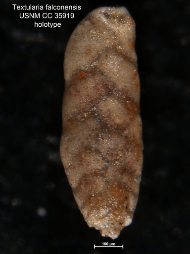 Textularia falconensis Cushman & Renz, 1941