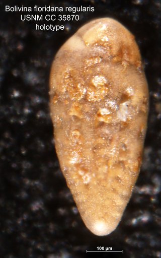 Bolivina floridana var. regularis Cushman & Renz, 1941