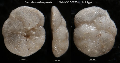 Discorbis midwayensis Cushman, 1940