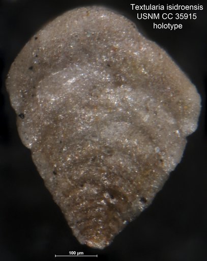 Textularia isidroensis Cushman & Renz, 1941