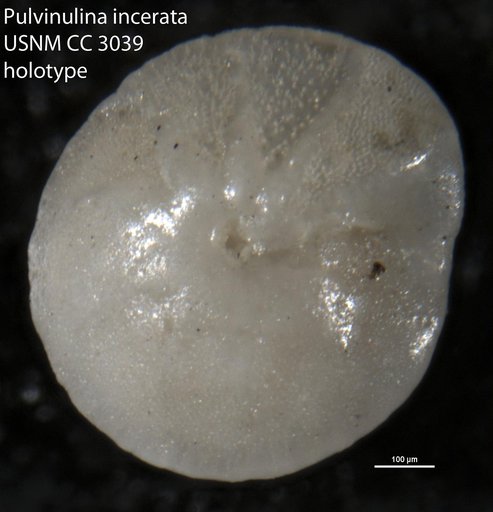 Pulvinulina incerata Cushman, 1922
