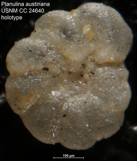 Planulina austinana Cushman, 1938