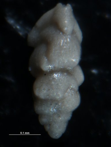 Angulogerina germanica Cushman & Edwards, 1938