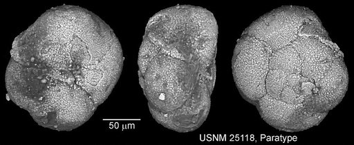Globigerina graysonensis Tappan Loeblich, 1940