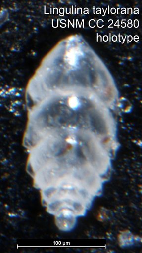 Lingulina taylorana Cushman, 1938