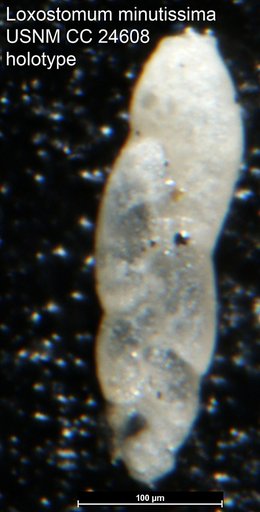 Loxostomum minutissima Cushman, 1938