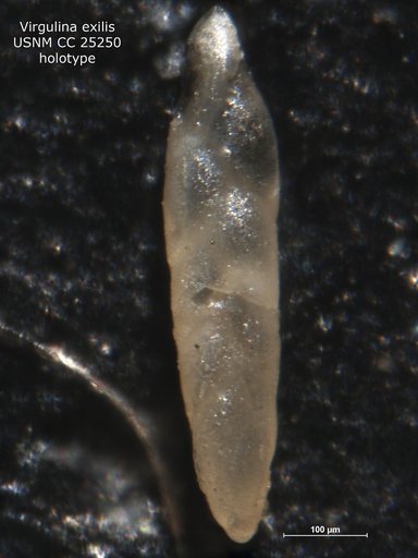 Virgulina exilis Cushman & Ellisor, 1939