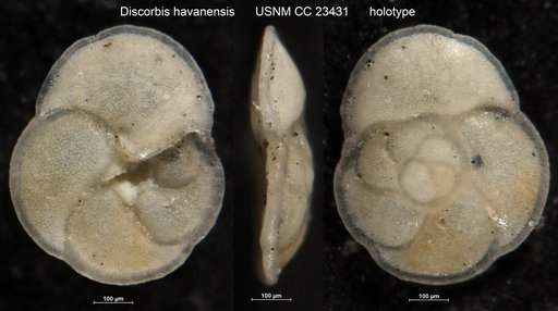 Discorbis havanensis Cushman & Bermúdez, 1937