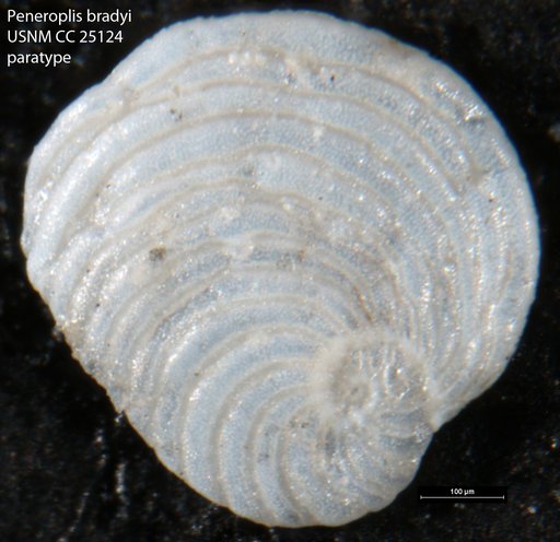 Peneroplis bradyi Cushman, 1930