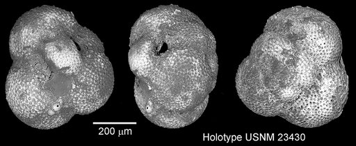 Catapsydrax dissimilis (Cushman & Bermúdez, 1937)
