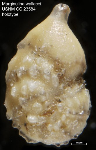 Marginulina wallacei Hedberg, 1937
