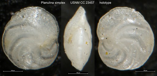 Planulina simplex Cushman & Bermúdez, 1937