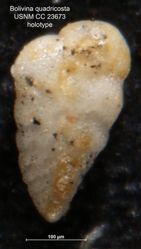 Bolivina quadricosta Cushman & McGlamery, 1937