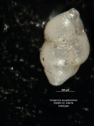 Uvigerina ecuadorensis Cushman & Edwards, 1938