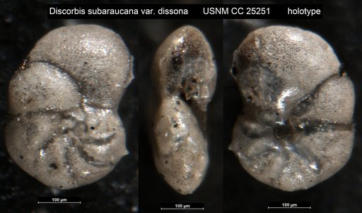 Discorbis subaraucana var. dissona Cushman & Ellisor, 1939