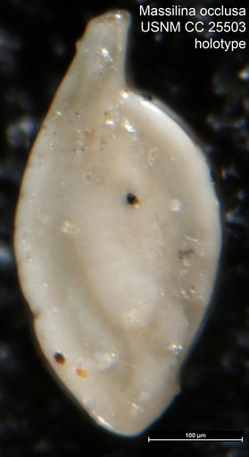 Massilina occlusa Cushman, 1922