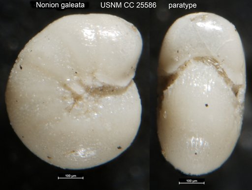 Nonion galeata Cushman, 1931