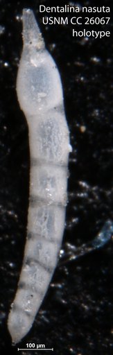 Dentalina nasuta Cushman, 1939
