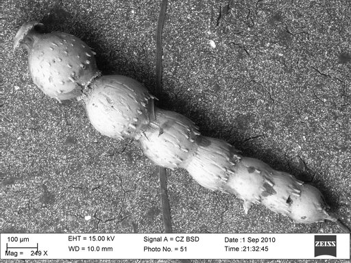 Ellipsonodosaria curvatura Cushman, 1939