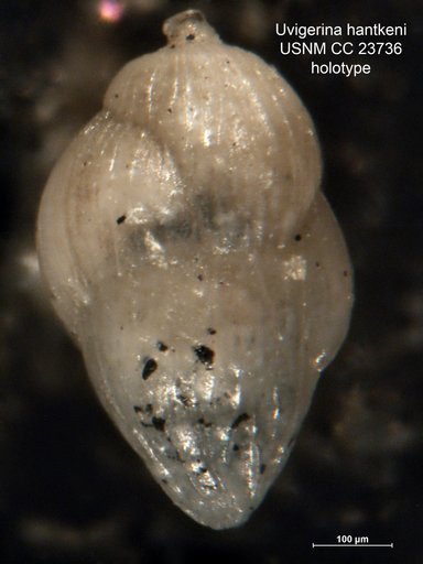 Uvigerina hantkeni Cushman & Edwards, 1937